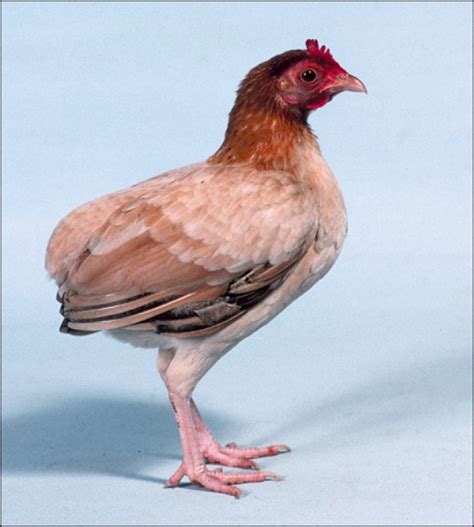 rumpless chickens|tailless chicken breeds.